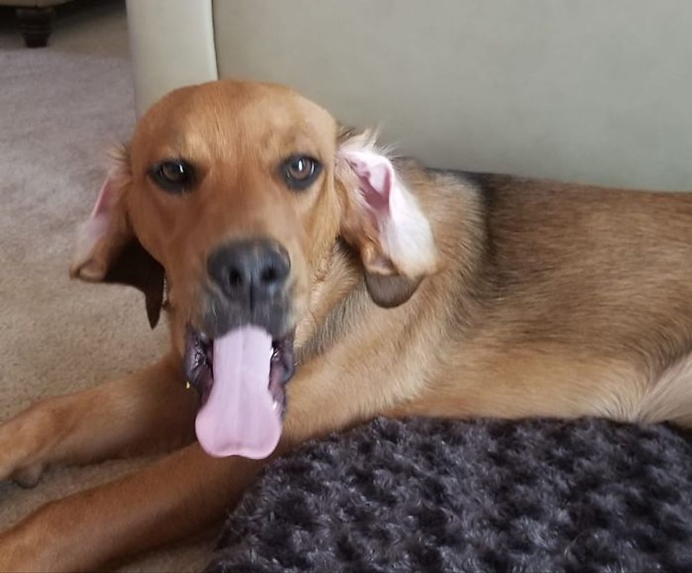 Неудачные фотографии питомцев, которые способны напугать и рассмешить одновременно