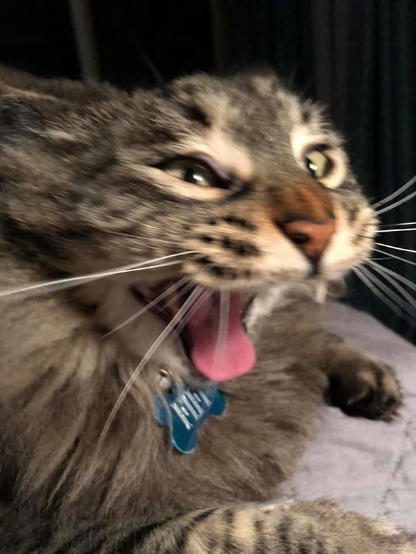 11. Угарный кот