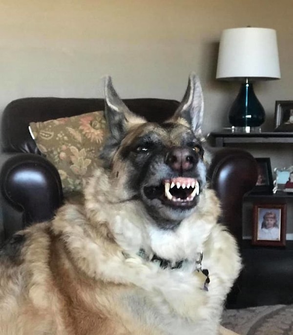 14. "Не самый удачный снимок моего песика"