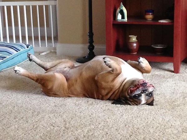 22. Лег на спину и стал очаровашкой