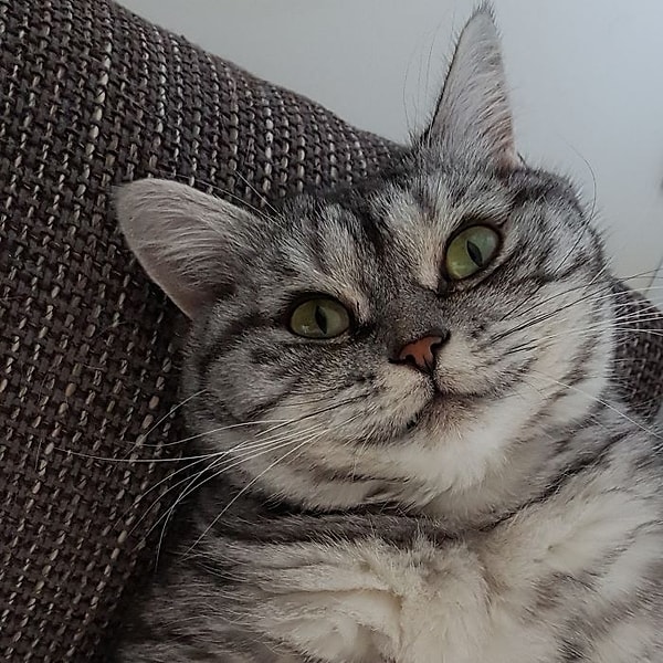 23. Добрячок