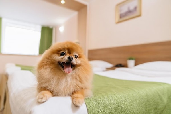 2. Сильно ли вы переживаете за своих домашних животных?