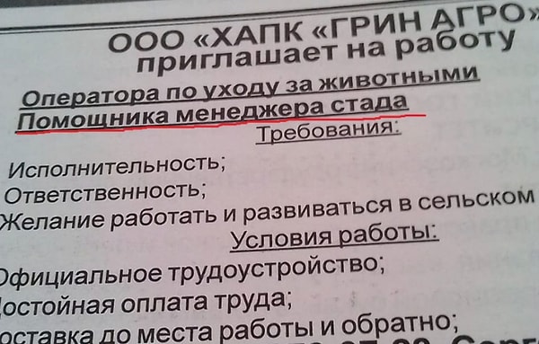 11. Когда "пастух" звучит не слишком солидно