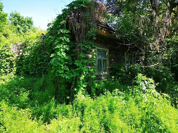 2. Дома укутаны в зелени