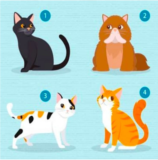 Выберите одного из четырёх котов:
