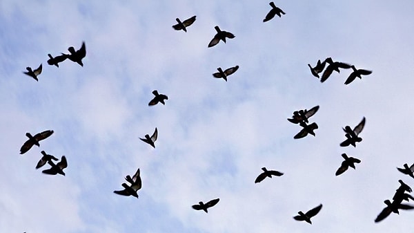 8. Какая из этих птиц вам нравится больше остальных?