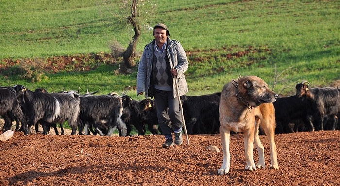 'Latife Ettim' Dedi: Erzurum Valisi'nden "Kadınlarımız Çobanla Evlenmiyorlar, İsmini 'Sürü Yöneticisi' Koyduk" Açıklaması