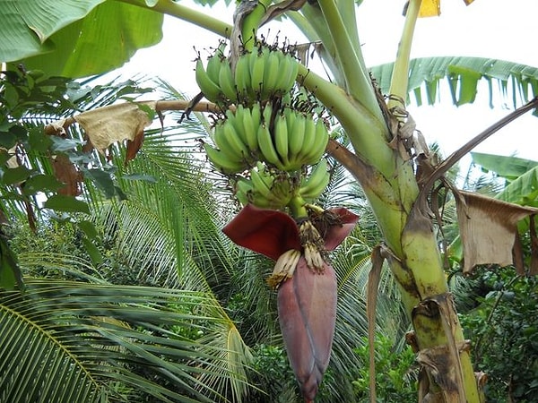 2. Растение банан - это дерево.