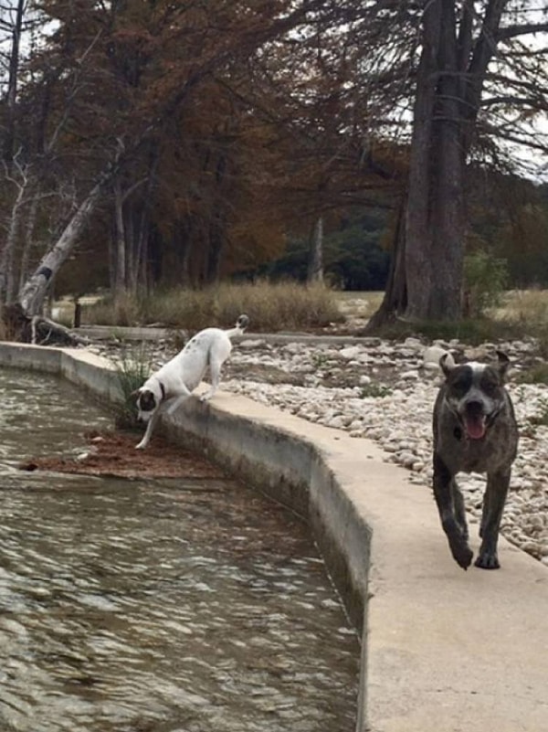 3. "Мой пес думал, что этот островок грязи твердый. Как же он ошибался"