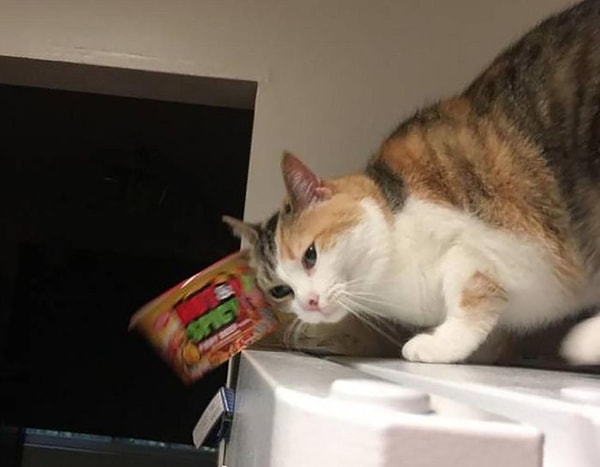 5. Классическое поведение пушистого пакостника