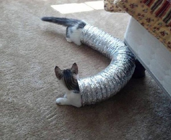 12. Котогусеничка