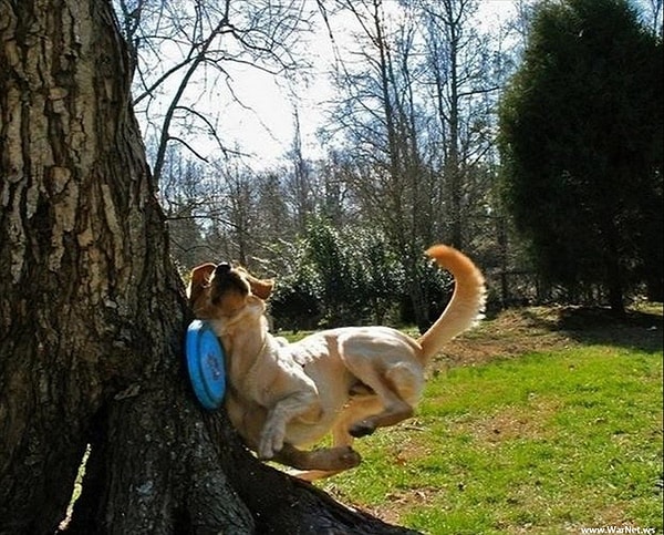 17. Собака, познакомься, это дерево. Дерево, это собака