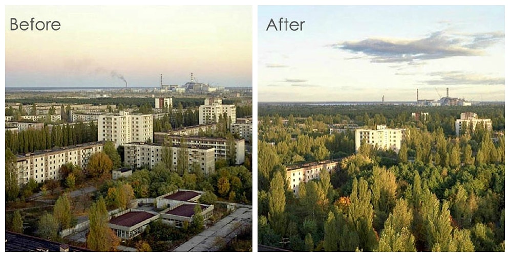 30 фотографий природы, выигравшей битву с радиацией в зоне отчуждения вокруг Чернобыля