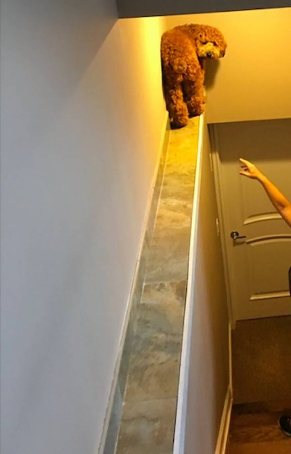 12. Вот как он туда залез?