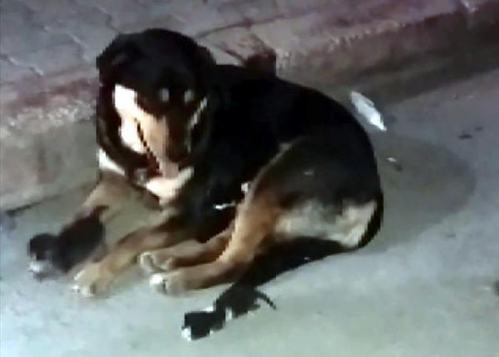 Anneleri Ölen Yavru Kedileri Sahiplenerek Emziren Köpek