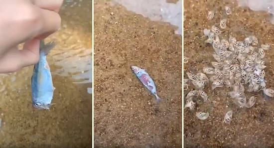 Ölü Balığın Kokusunu Alır Almaz Saklandıkları Yerden Çıkan Deniz Salyangozlarının Muhteşem Görüntüleri
