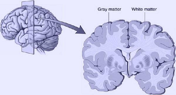 Bir başka araştırmada ise, arama motorlarının ve bilgi edinme kolaylığının beynimizin iç hafıza kapasitesini düşürdüğü ortaya kondu.