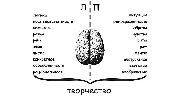 У вас доминирует правое полушарие.