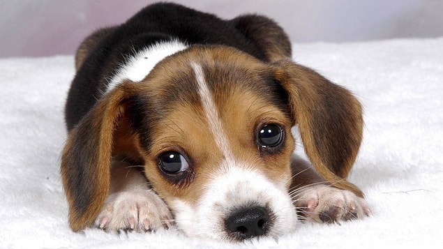 1. Yavru köpek bakışı aslında, köpeklerin insanlarla beraber evrilmesinin bir sonucu.