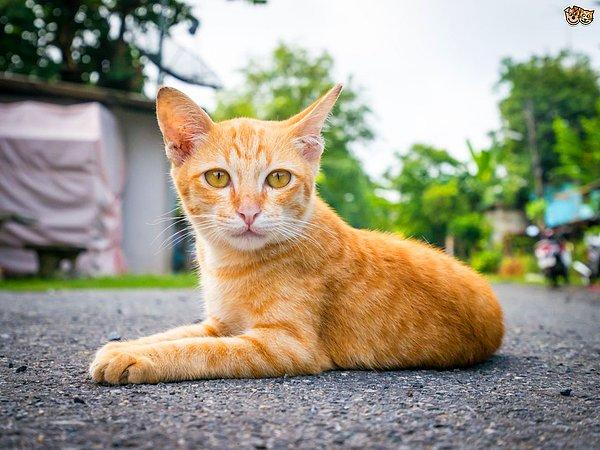 11. Sarman kediler genellikle erkektir. Ama turunculu, siyahlı çizgileri veya benekleri olan kediler genellikle dişidir.