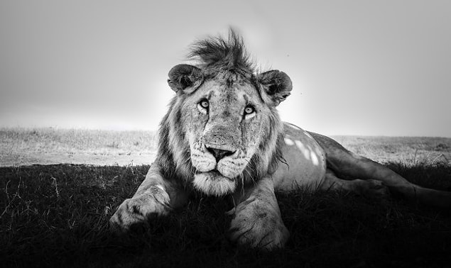 2. Bu aslan ise bir ev kedisinin Instagram'da paylaşılan pozu gibi fotoğraflanmış.
