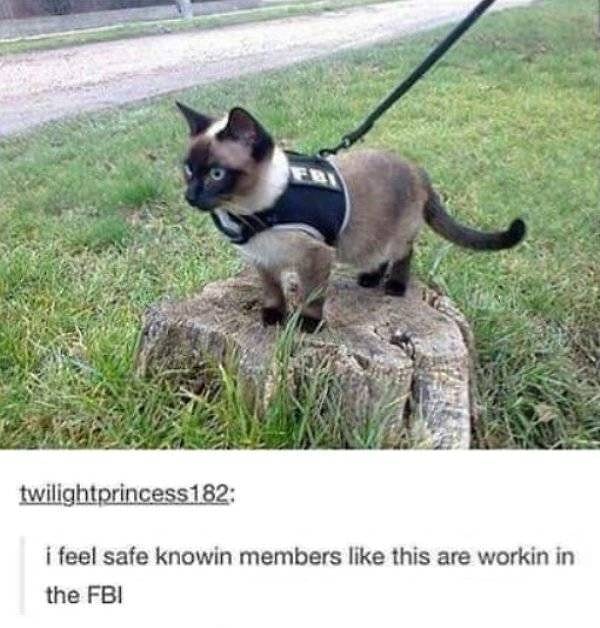 2. Можно спать спокойно, когда в рядах ФБР работают такие сотрудники!