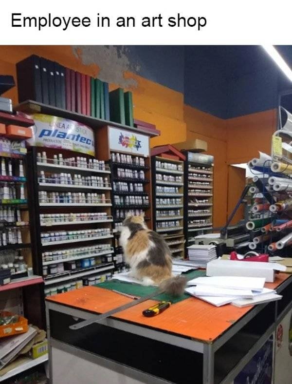 3. Мохнатый консультант в художественном магазине