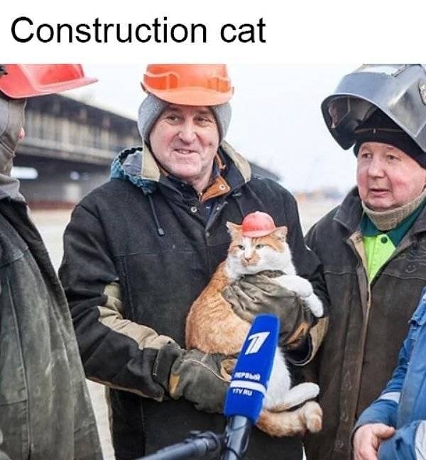 4. Кот-строитель, который не боится запачкать свои белые лапки на пыльной работенке