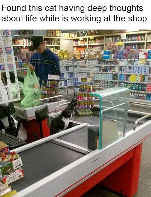 5. Кот-кассир, задумавшийся о смысле жизни в свободную от покупателей минутку