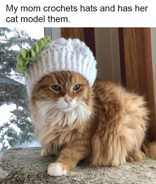 10. Предпринимательский тандем: эта котейка подрабатывает моделью, чтобы ее хозяйка могла продавать свои вязаные изделия