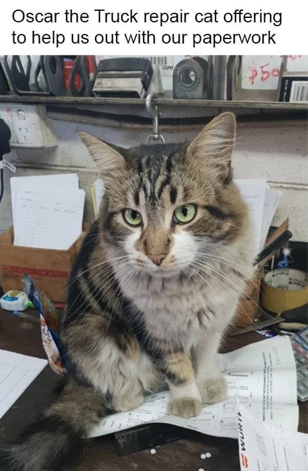 11. Серьезный кот Оскар поможет вам с бумажной работой, пока ваше авто находится в ремонте