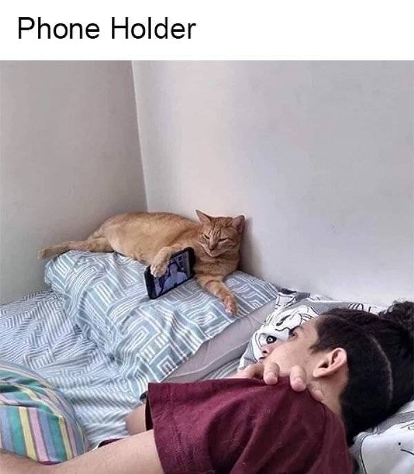 12. Современная и очень актуальная котопрофессия: держатель смартфона