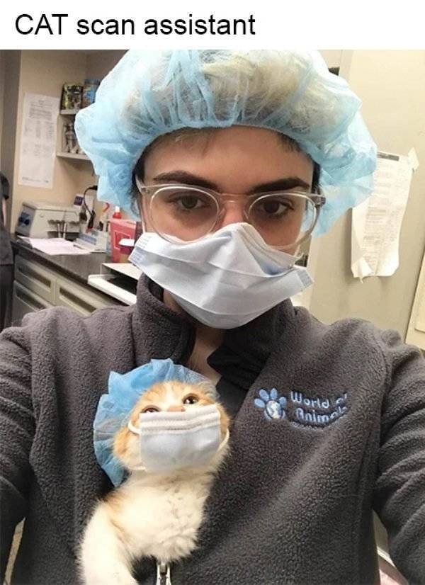 13. Кот-ассистент медсестры