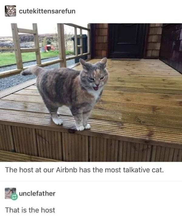 16. А этот котейка любит общаться с туристами из разных стран, поэтому решил стать хостом Airbnb