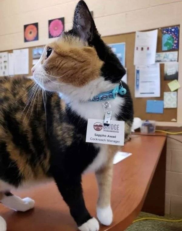 17. Менеджер по тараканам