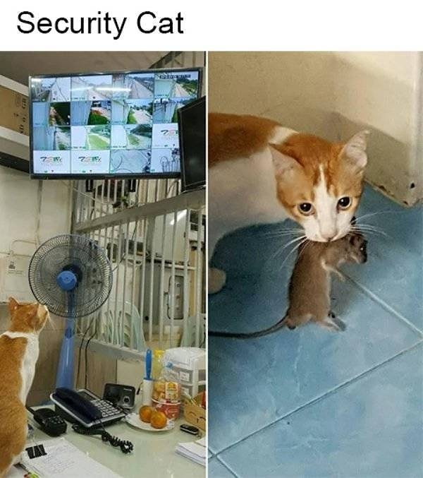 23. Кот-консерватор, который решил освоить самую древнюю котопрофессию - мышелов! :)