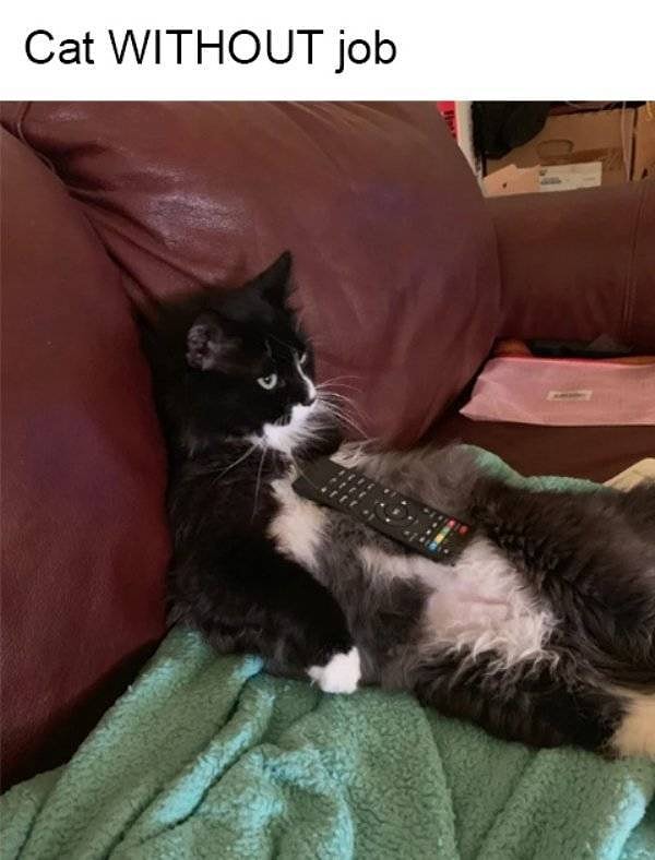 25. И, наконец, безработный кот, тоже сидящий на шее у мамы :)