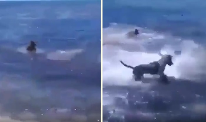 Köpek Balığı Saldırısına Uğrayan Arkadaşlarını Koruyan Köpekler!