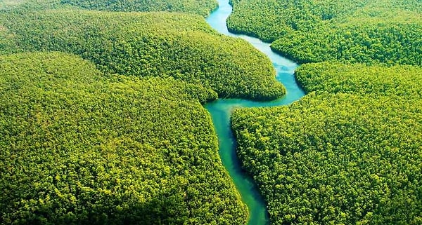 5. На каком материке находится сельва?