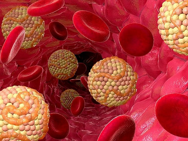 9. Откуда организм человека берет большую часть холестерина?