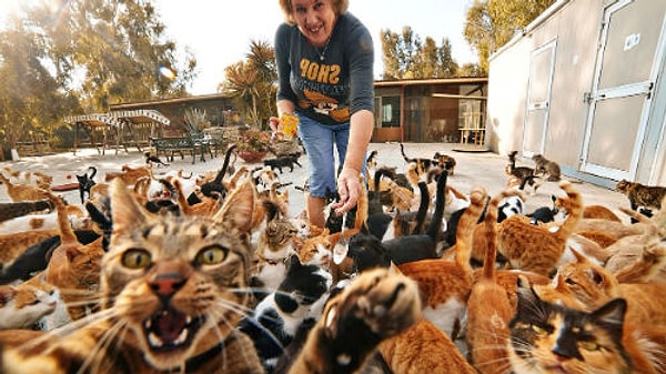 7. Как правильно называется группа кошек?