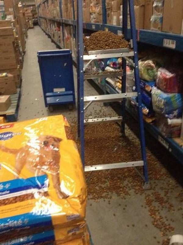 11. Хорошо, что на складах нельзя держать собак