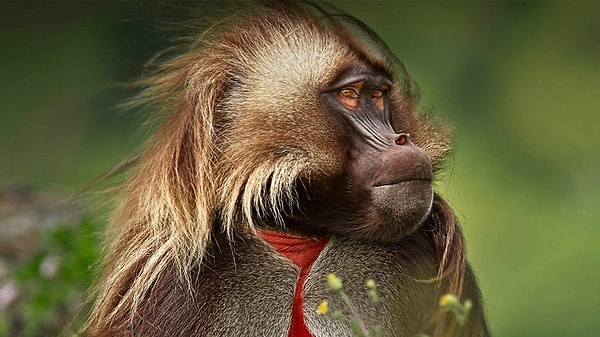 10. Пигмеи - это...