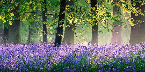 Вы родились в мае!