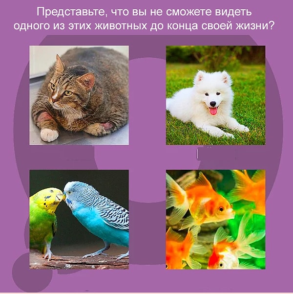 7. И, наконец, ответьте на финальный вопрос нашего теста ☺️