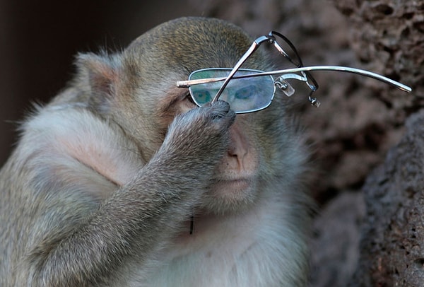 3. Мартышка к старости слаба глазами стала; А у людей она слыхала, Что это зло еще не так большой руки: Лишь стоит завести Очки.