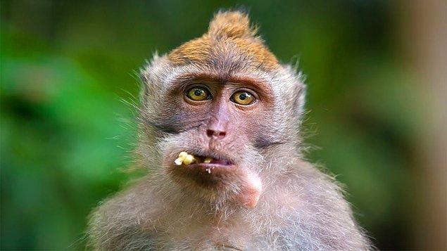 12. Önüne geleni silip süpüren kırmızı popolu şempanzeler henüz ne var ne yok yiyip rızkımızı tüketmedi çok şükür!