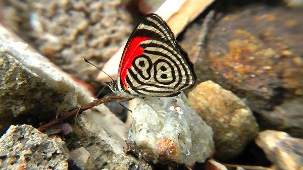 7. İsmi 89'98 Kelebeği olan bir kelebek olduğunu biliyor muydunuz? Bu kelebeğin kanatlarındaki şekiller 89 ve 98 sayılarını andırıyor.