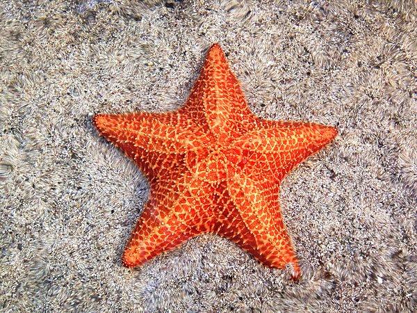 Biz yıllardır deniz yıldızlarını böyle fotoğrata gördüğünüz gibi biliyorduk...