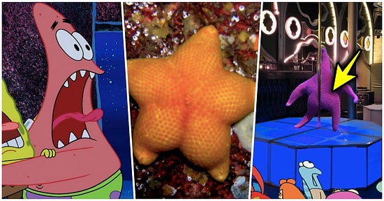 İnternet Sayesinde Öğrendik ki Meğerse Deniz Yıldızlarının Poposu Varmış!